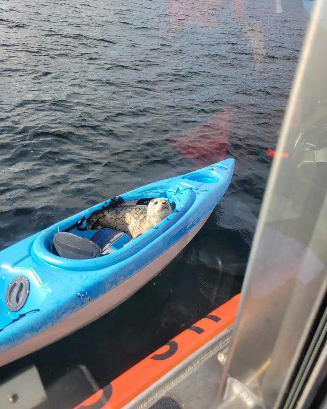 Seattle, Wash – A surprise occupant of a kayak. US Coast Guard photo by Station Seattle.